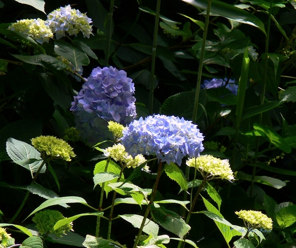 Bois des Moutiers (115) Juin 2012